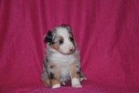 CHIOT