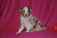 CHIOT