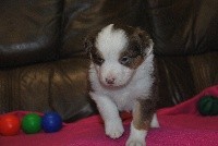 CHIOT